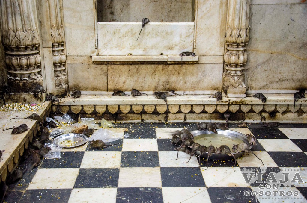 Como llegar al Templo Karni mata o Templo de las ratas