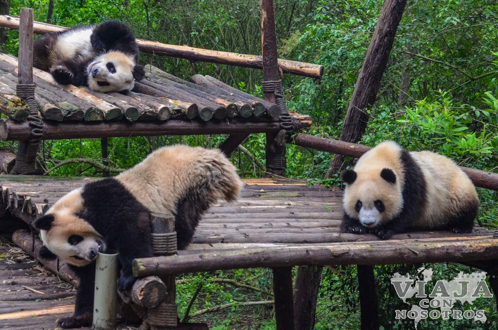 Visitar el Centro de conservación de Osos Pandas de Chengdú