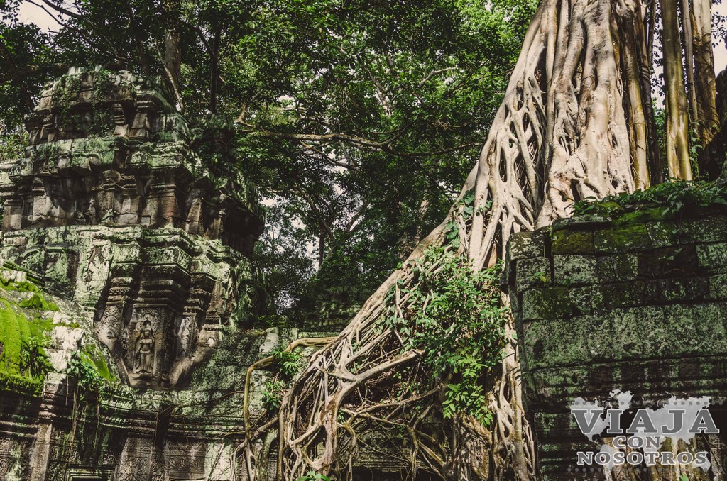 Templo Taprohm de Angkor