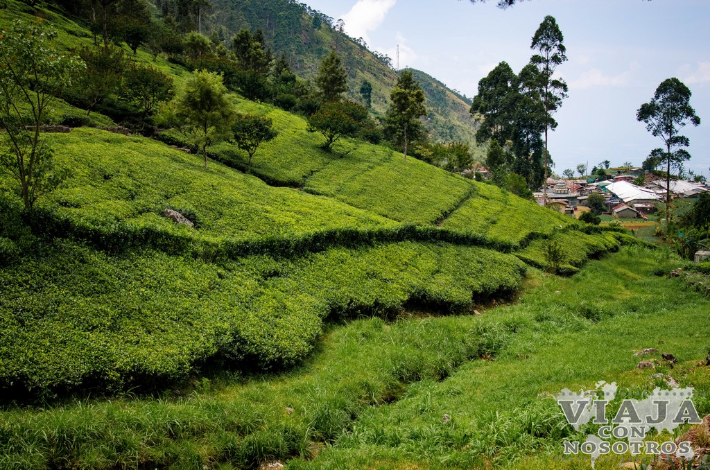 Plantaciones de té de Sri Lanka