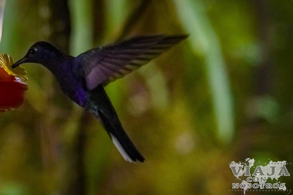 Como fotografiar un colibrí