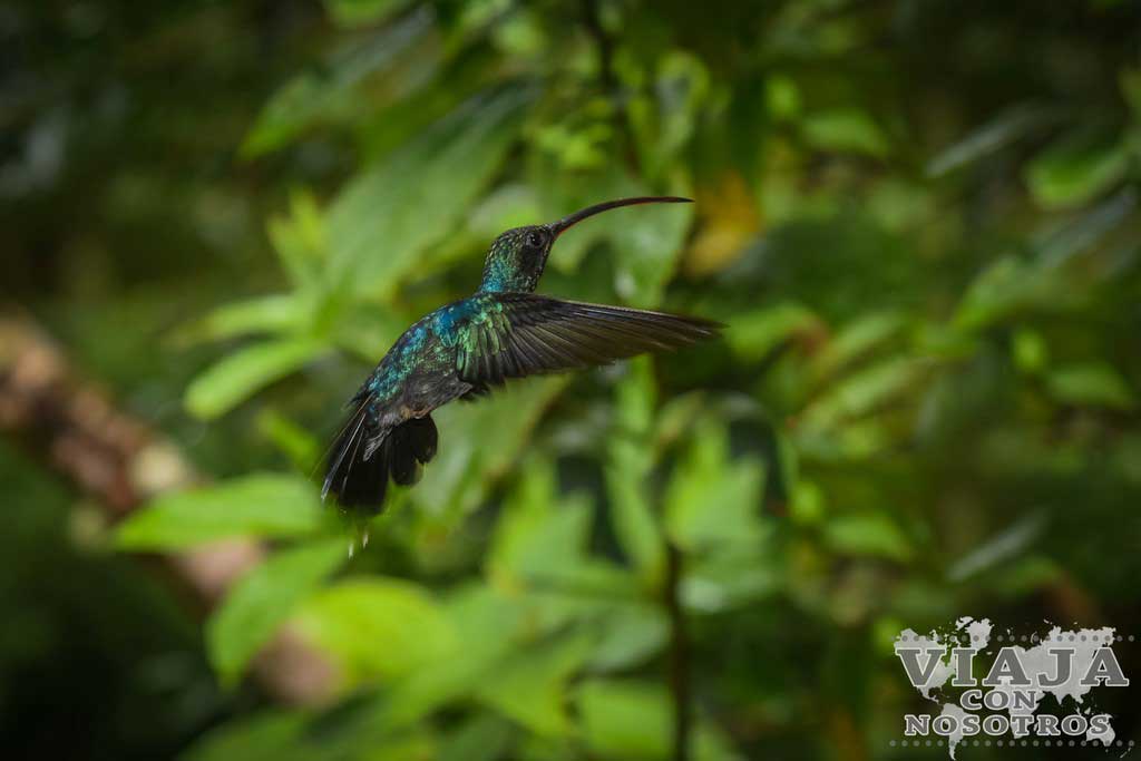 Donde ver colibríes en Costa Rica