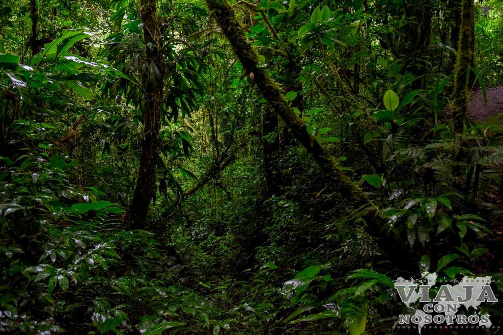 Merece la pena visitar el parque de Monteverde
