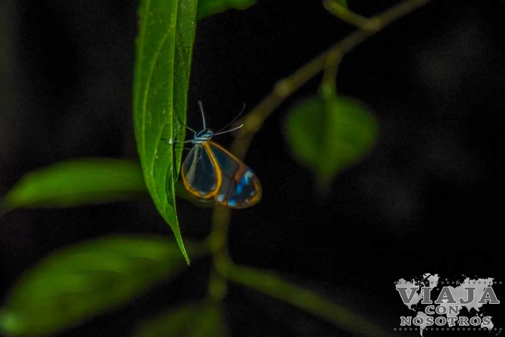 Mariposa de cristal en Monteverde