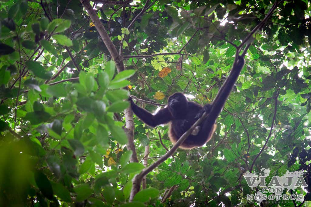 Mono aullador en Cahuita