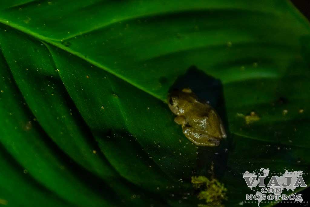 Donde ver la rana de ojos rojos en Costa Rica