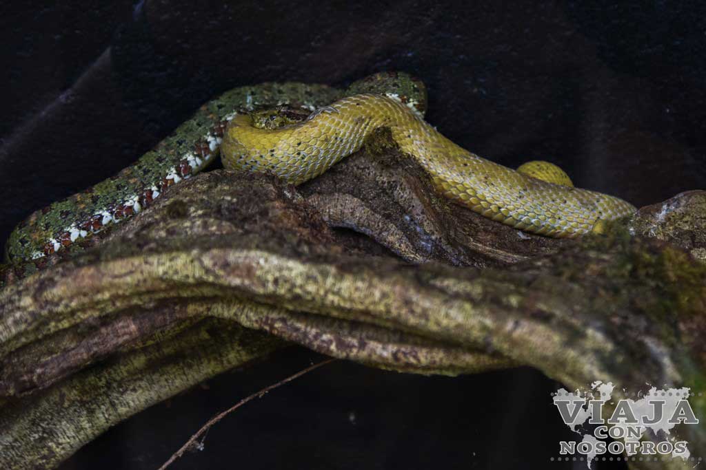 Serpientes que se ven en Costa Rica