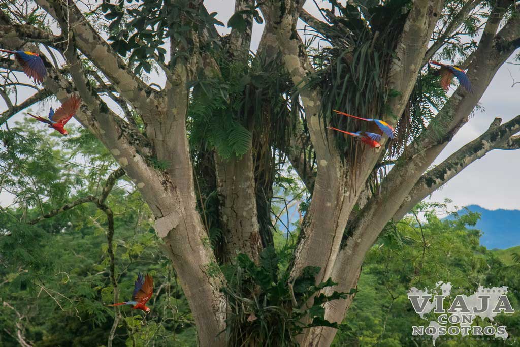 Mejores lugares para ver guacamayos en Costa Rica