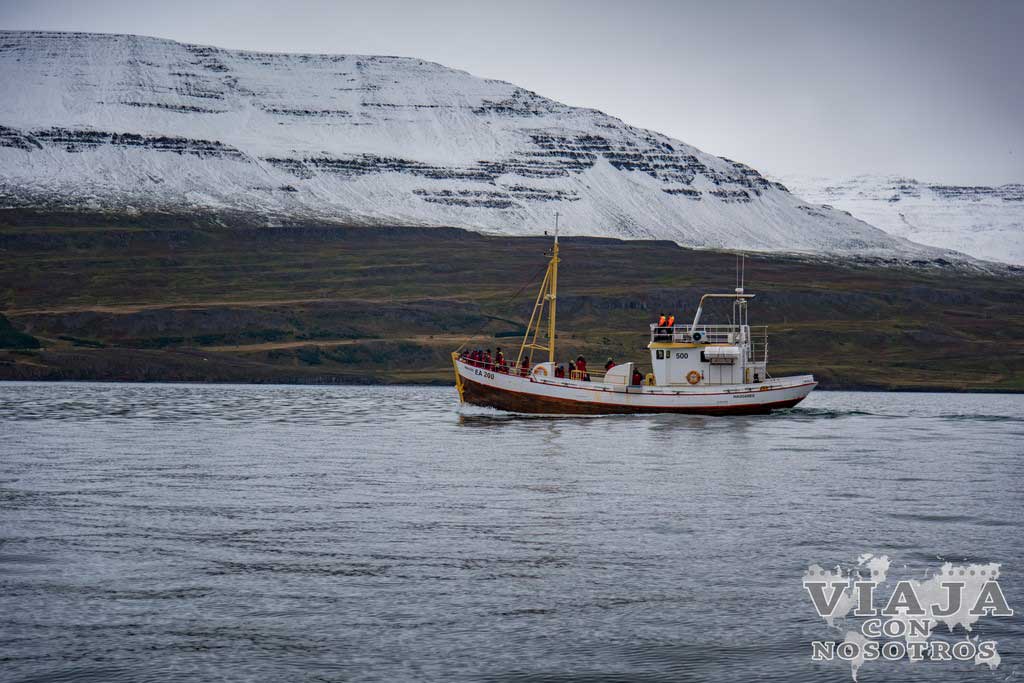 Cuanto cuesta tour de ballenas en Islandia