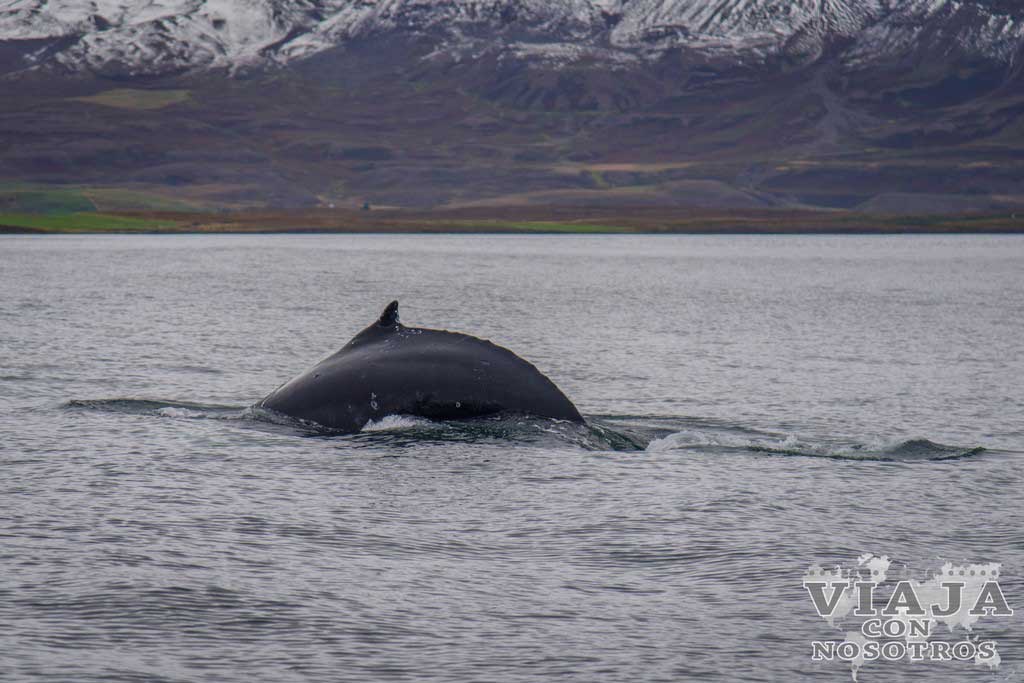 Ballenas jorobadas en Islandia