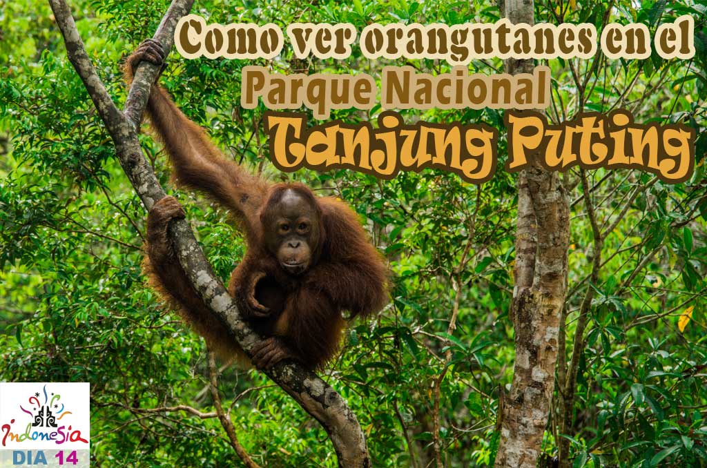 Como ver los orangutanes en el parque Tanjung Puting