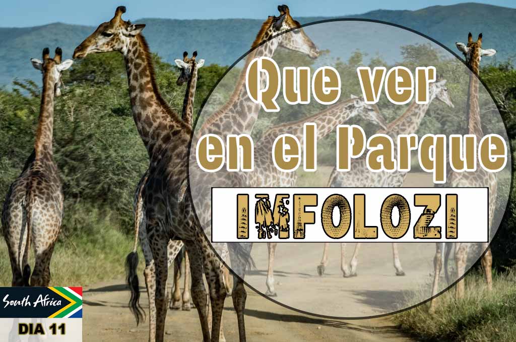 Que ver en el parque Imfolozi
