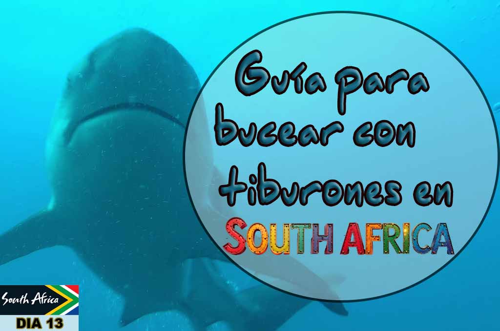 Guía para bucear con tiburones en Sudáfrica