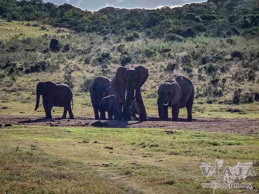 sudafrica_movil (314)