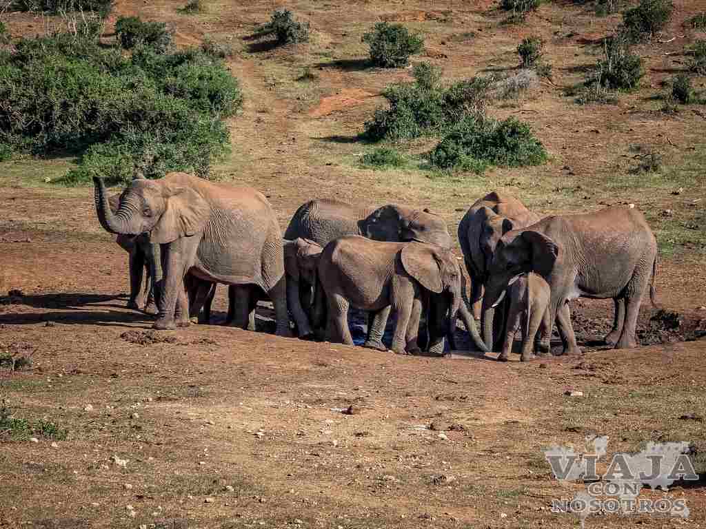 sudafrica_movil (316)