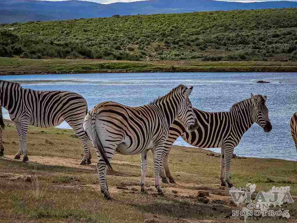 sudafrica_movil (326)