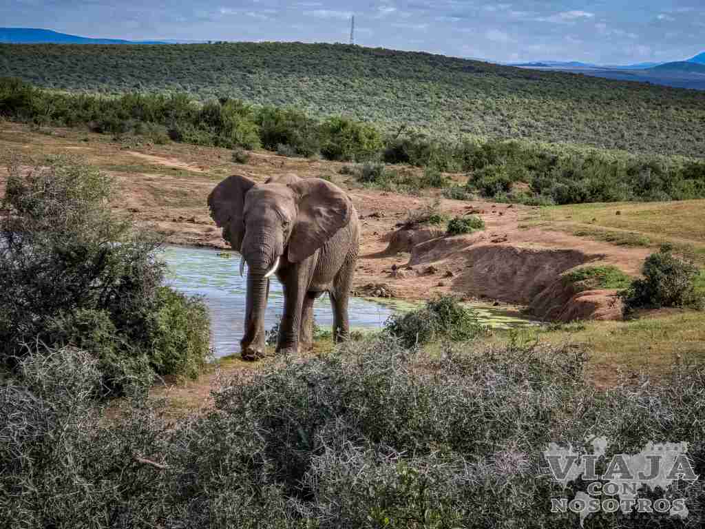 sudafrica_movil (330)