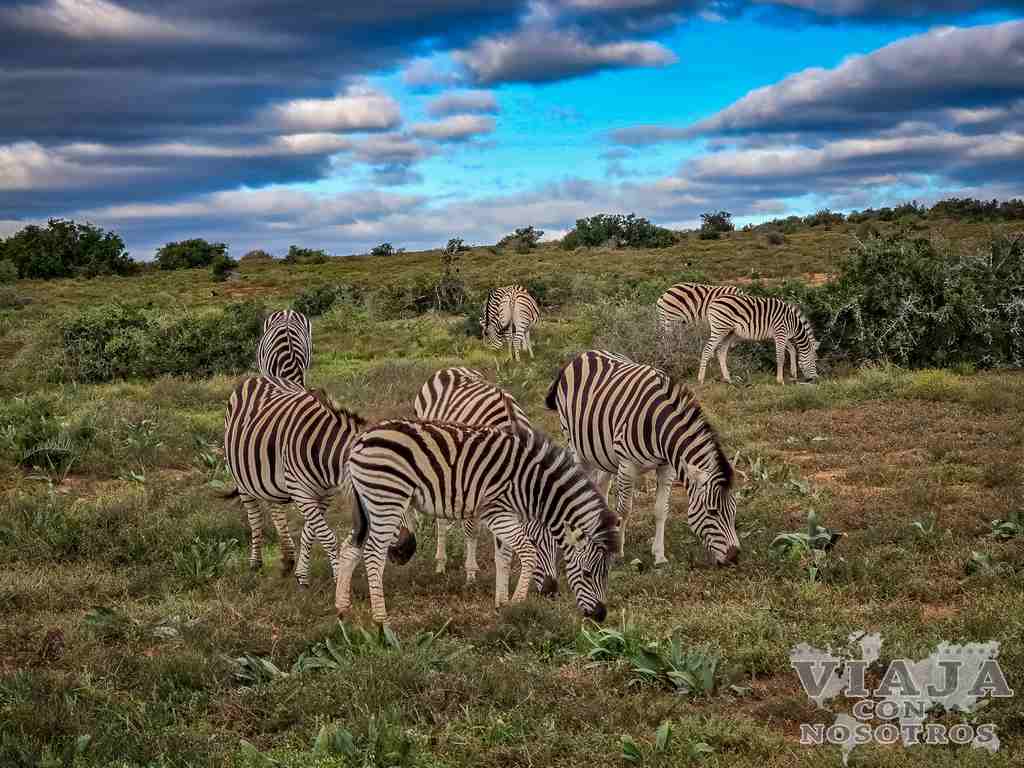 sudafrica_movil (338)