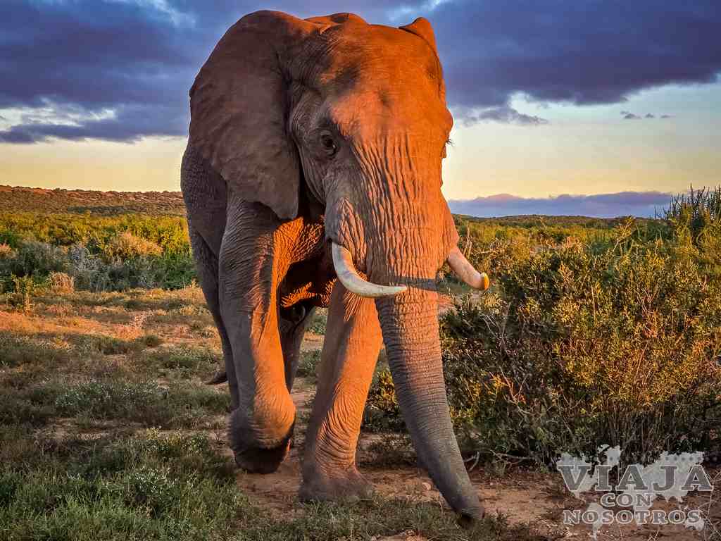 sudafrica_movil (345)