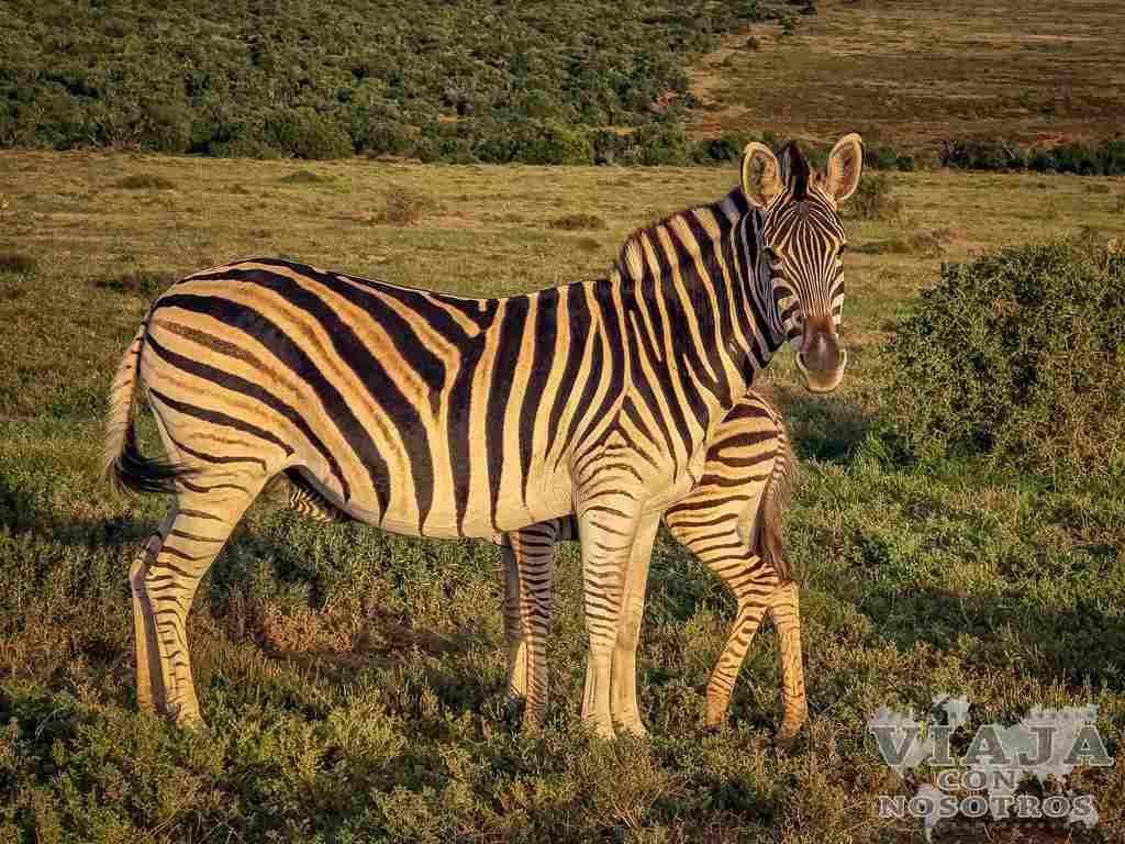 sudafrica_movil (348)